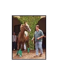 Trainer Craig Dollase accompanied Pacific Classic starter Futural as he schooled in the Del Mar paddock Thursday.