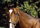 Barbaro's Full Brother Nicanor Developing Nicely Barbaro's Full Brother Nicanor Developing Nicely