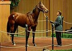 Palais Versailles kicks off Keeneland January sale's second session, bringing $625,000.
