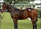 Top Weanling; colt, Closing Argument - Autumn Music by Unbridled's Song