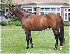 Recovered Kingmambo Back to Breeding Recovered Kingmambo Back to Breeding