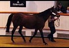 Zibilene Sells For More Than $2 Million At Tattersalls Zibilene Sells For More Than $2 Million At Tattersalls