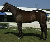 Harsh Reality: Selectivity at Fasig-Tipton Juvenile Sale Harsh Reality: Selectivity at Fasig-Tipton Juvenile Sale
