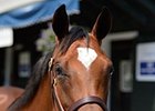 Hip 41 is a Galileo - Nell Gwyn filly.