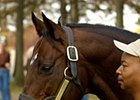 Kingmambo at Lane's End.