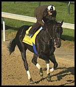 A Cool Day at Churchill; Two Derby Contenders Work A Cool Day at Churchill; Two Derby Contenders Work