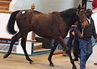 Gross Increases in Tattersalls' Book Two Gross Increases in Tattersalls' Book Two