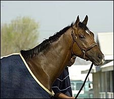 As Others Prepare for the Blue Grass, Barbaro Relaxes at Keeneland As Others Prepare for the Blue Grass, Barbaro Relaxes at Keeneland