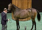 A.P. Indy Filly Tops Fasig-Tipton's First Session A.P. Indy Filly Tops Fasig-Tipton's First Session