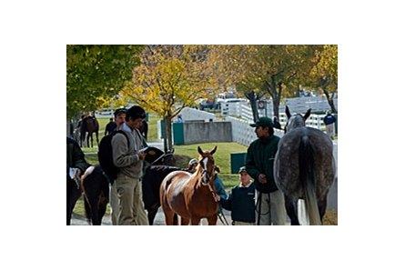 Looking at mares at the Keeneland November Breeding Stock Sale.