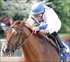 Lawyer Ron to Miss Preakness; To Have Chip Removed Lawyer Ron to Miss Preakness; To Have Chip Removed