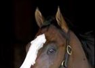 The Green Monkey to Work; Won't Start at Saratoga The Green Monkey to Work; Won't Start at Saratoga