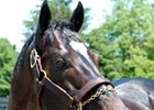 Medaglia d'Oro