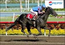 Taittinger Rose Sparkles in Sabin Handicap Taittinger Rose Sparkles in Sabin Handicap
