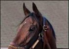 Report: Darley Buys Breeding Rights to Street Sense Report: Darley Buys Breeding Rights to Street Sense