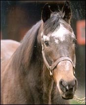 Leading Sire Raja Baba Euthanized at 34 Leading Sire Raja Baba Euthanized at 34