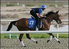 UAE Derby contender Folk, at the Al Quoz training center Wednesday, March 28.