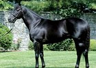 Chapel Royal Sold to Korean Breeders Chapel Royal Sold to Korean Breeders