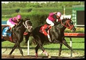 Gulfstream Park Report: Local Legend Gulfstream Park Report: Local Legend