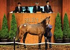 Hip 51 was sold at the top price of ¥250,000,000 ($3,137,880)