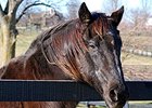 Successful Sire Fortunate Prospect Dies Successful Sire Fortunate Prospect Dies