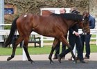 Lot 284, an Exchange Rate colt, sold for the overall top price of 230,000 guineas at the Tattersalls Guineas breeze-up sale May 1 in Newmarket.