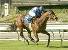 Hillside Specialist Elusive Diva Wins Maddy Hillside Specialist Elusive Diva Wins Maddy