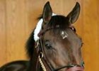 Zanjero<br><a target="blank" href="http://www.bloodhorse.com/horse-racing/photo-store?ref=http%3A%2F%2Fpictopia.com%2Fperl%2Fgal%3Fprovider_id%3D368%26ptp_photo_id%3D1118125%26ref%3Dstory">Order This Photo</a>