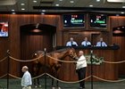 Blame, Tizway Progeny Top OBS Day 3 Blame, Tizway Progeny Top OBS Day 3