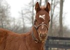 2011 filly; Distorted Humor - Peppers Pride