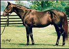 Wild Again Pensioned at Three Chimneys Wild Again Pensioned at Three Chimneys