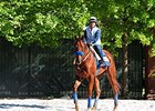 Dortmund Sidelined With Bruised Ribs Dortmund Sidelined With Bruised Ribs
