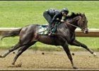 Format of Under-Tack Shows Discussed by Sale Companies Format of Under-Tack Shows Discussed by Sale Companies