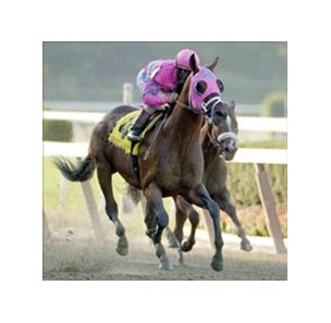Woodward Stakes winner Saint Liam, favored in the Breeders' Cup Classic.