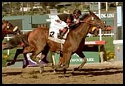Headed by Milwaukee Brew, Seven Contest Hollywood Gold Cup Headed by Milwaukee Brew, Seven Contest Hollywood Gold Cup