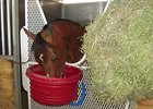 Dome's Victory Tops New Mexico-Bred Sale Dome's Victory Tops New Mexico-Bred Sale