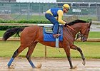 American Pharoah 'Went Great' in Slop at CD American Pharoah 'Went Great' in Slop at CD