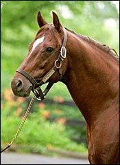 Former American Stallion Coronado's Quest Dies in Japan Former American Stallion Coronado's Quest Dies in Japan