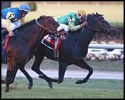 Blazing Fury Among Ship-Ins For Hollywood Turf Cup Blazing Fury Among Ship-Ins For Hollywood Turf Cup