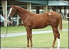 Tale of the Cat Colt Tops OBSC First Session Tale of the Cat Colt Tops OBSC First Session