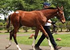 Hip 327, by Deep Impact out of Sky Diva