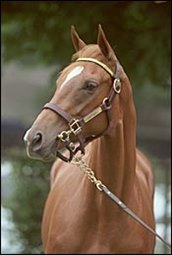 $1.1-Million for Storm Cat Filly at Saratoga $1.1-Million for Storm Cat Filly at Saratoga