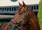 Distorted Humor is the sire of the promising colt, Drosselmeyer.