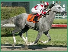 Kentucky Derby Trail: Amazing Grays, How Sweet the Sound Kentucky Derby Trail: Amazing Grays, How Sweet the Sound
