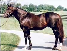 Storm Cat's Fee to Stay at $500,000 Storm Cat's Fee to Stay at $500,000
