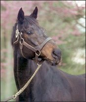 Champion and Major Sire Pleasant Colony Dead Champion and Major Sire Pleasant Colony Dead
