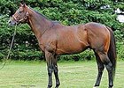 Fast Decision to Landlock Equine Fast Decision to Landlock Equine