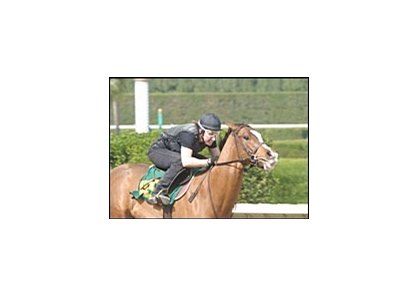 Record-setting Wild Rush colt, during pre-sale workout.