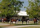 Optimism High for Fasig-Tipton July Yearlings Optimism High for Fasig-Tipton July Yearlings