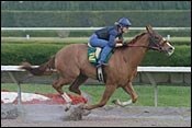 Siphon Colt Among Fastest Workers in OBS Under Tack Show Siphon Colt Among Fastest Workers in OBS Under Tack Show